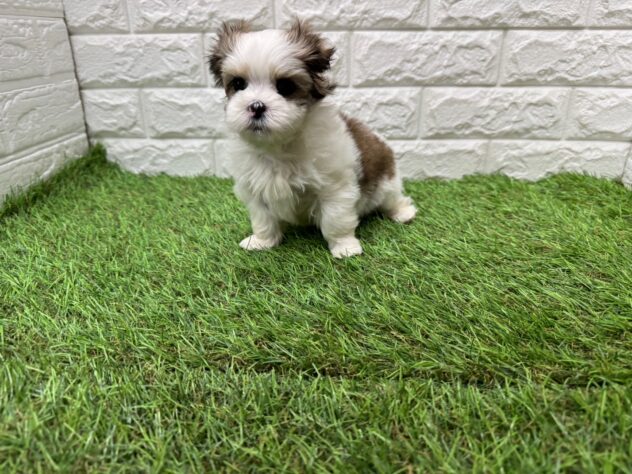 新潟県のハーフ犬・ミックス犬 (アミーゴ新潟小新店/2025年11月17日生まれ/女の子/ホワイトブラウン)の子犬の3枚目の画像