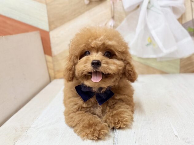 高知県のトイプードル(トイ) (ワンキャラット アミーゴ高知店/2025年11月5日生まれ/男の子/オレンジフォーン)の子犬の2枚目の画像