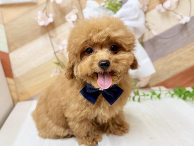 高知県のトイプードル(トイ) (ワンキャラット アミーゴ高知店/2025年11月5日生まれ/男の子/オレンジフォーン)の子犬の3枚目の画像