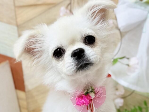 高知県のチワペキ/ペキチー/ペキチワ(チワワ×ペキニーズ) (ワンキャラット アミーゴ高知店/2025年11月15日生まれ/女の子/クリーム)の子犬の1枚目の画像