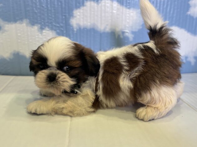 山形県のシーズー (アミーゴ山形南店/2025年10月14日生まれ/男の子/ホワイトゴールド)の子犬の2枚目の画像