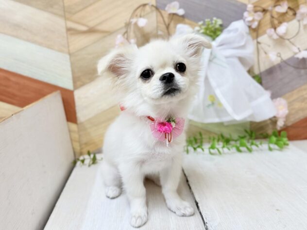 高知県のチワペキ/ペキチー/ペキチワ(チワワ×ペキニーズ) (ワンキャラット アミーゴ高知店/2025年11月15日生まれ/女の子/クリーム)の子犬の4枚目の画像