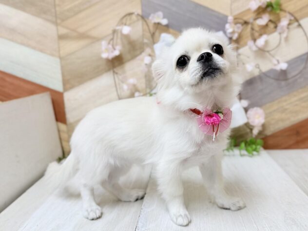 高知県のチワペキ/ペキチー/ペキチワ(チワワ×ペキニーズ) (ワンキャラット アミーゴ高知店/2025年11月15日生まれ/女の子/クリーム)の子犬の3枚目の画像