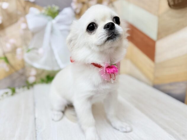 高知県のチワペキ/ペキチー/ペキチワ(チワワ×ペキニーズ) (ワンキャラット アミーゴ高知店/2025年11月15日生まれ/女の子/クリーム)の子犬の2枚目の画像