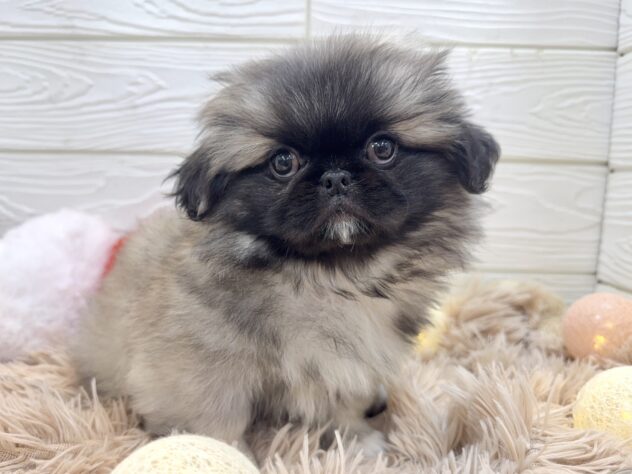 兵庫県のペキニーズ (ワンキャラット アミーゴ姫路飾磨店/2025年10月23日生まれ/女の子/フォーン)の子犬の1枚目の画像