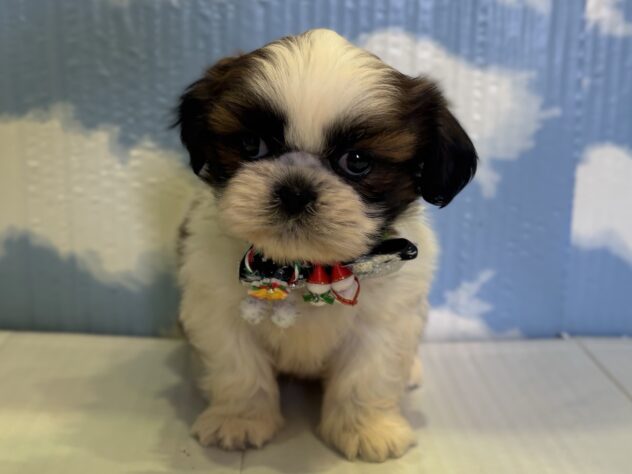 山形県のシーズー (アミーゴ山形南店/2025年10月14日生まれ/男の子/ホワイトゴールド)の子犬の1枚目の画像