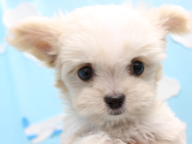 愛媛県のハーフ犬・ミックス犬 (アミーゴ今治店/2025年11月29日生まれ/女の子/クリーム)の子犬の2枚目の画像