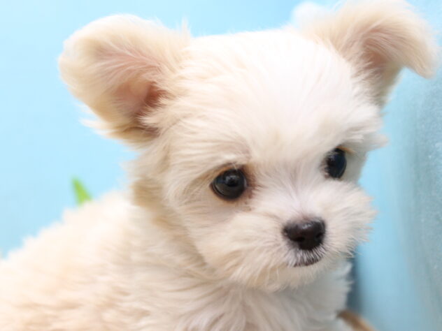 愛媛県のハーフ犬・ミックス犬 (アミーゴ今治店/2025年11月29日生まれ/女の子/クリーム)の子犬の3枚目の画像