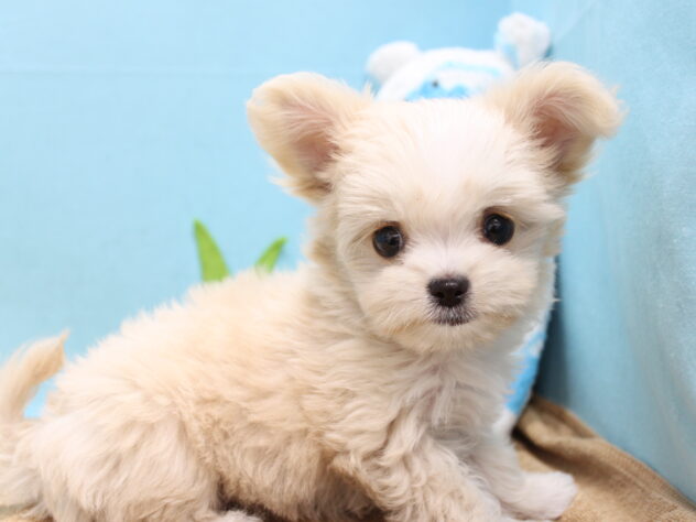 愛媛県のハーフ犬・ミックス犬 (アミーゴ今治店/2025年11月29日生まれ/女の子/クリーム)の子犬の1枚目の画像