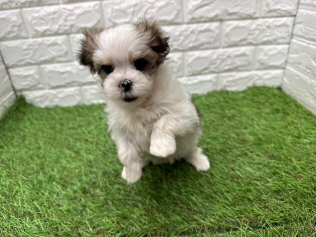 新潟県のハーフ犬・ミックス犬 (アミーゴ新潟小新店/2025年11月17日生まれ/女の子/ホワイトブラウン)の子犬の2枚目の画像