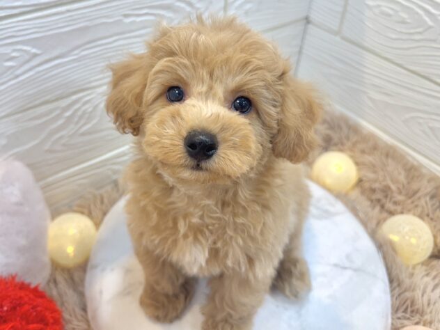 兵庫県のビションプー(ビションフリーゼ×プードル) (ワンキャラット アミーゴ姫路飾磨店/2025年11月23日生まれ/男の子/アプリコット)の子犬