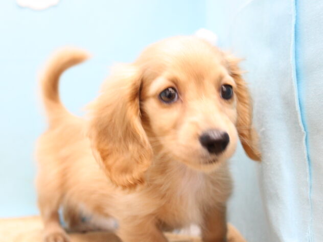 愛媛県のミニチュアダックスフンド(ロング) (アミーゴ今治店/2025年11月29日生まれ/女の子/ゴールド)の子犬の2枚目の画像