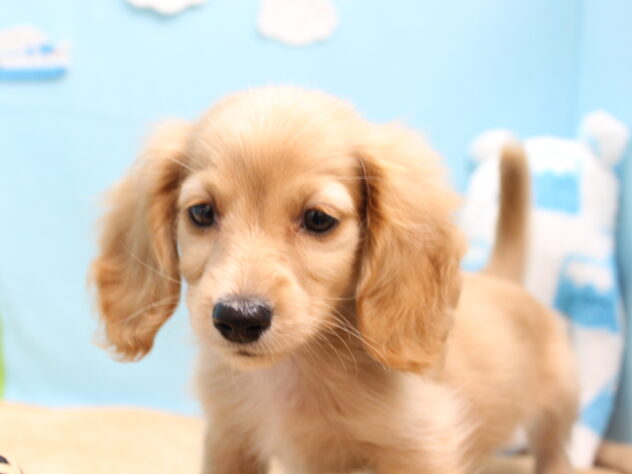 愛媛県のミニチュアダックスフンド(ロング) (アミーゴ今治店/2025年11月29日生まれ/女の子/ゴールド)の子犬の3枚目の画像