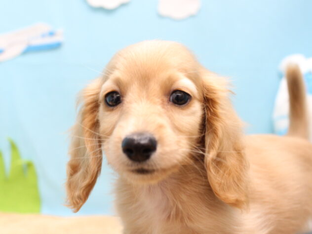 愛媛県のミニチュアダックスフンド(ロング) (アミーゴ今治店/2025年11月29日生まれ/女の子/ゴールド)の子犬の1枚目の画像