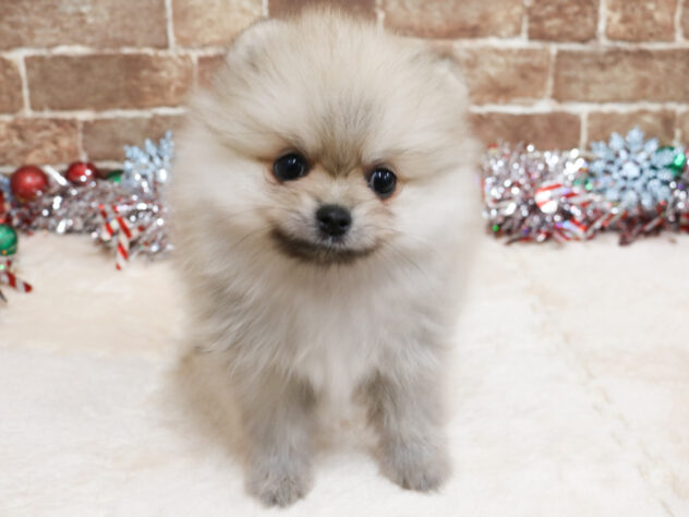 広島県のポメラニアン (アミーゴ西条店/2025年10月19日生まれ/女の子/クリームセーブル)の子犬