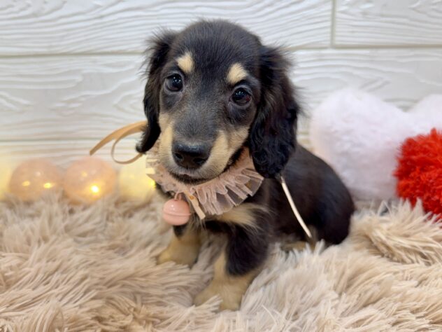 兵庫県のミニチュアダックスフンド(ロング) (ワンキャラット アミーゴ姫路飾磨店/2025年11月10日生まれ/女の子/ブラックタン)の子犬の3枚目の画像