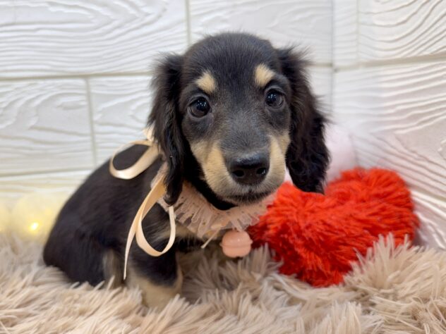 兵庫県のミニチュアダックスフンド(ロング) (ワンキャラット アミーゴ姫路飾磨店/2025年11月10日生まれ/女の子/ブラックタン)の子犬の2枚目の画像