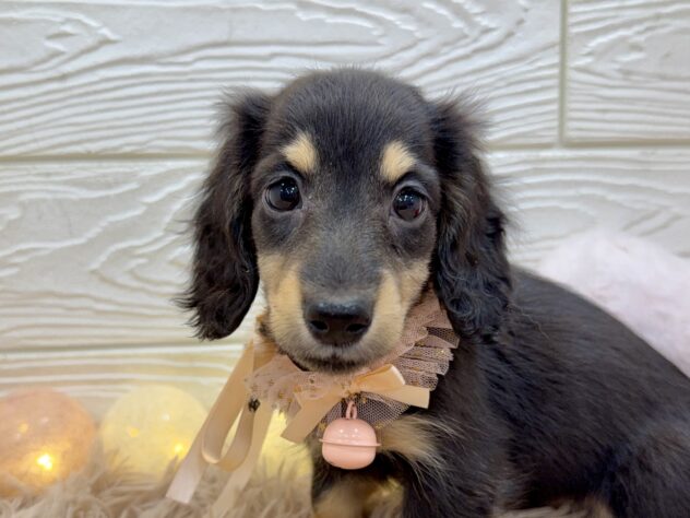 兵庫県のミニチュアダックスフンド(ロング) (ワンキャラット アミーゴ姫路飾磨店/2025年11月10日生まれ/女の子/ブラックタン)の子犬の1枚目の画像