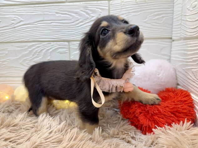 兵庫県のミニチュアダックスフンド(ロング) (ワンキャラット アミーゴ姫路飾磨店/2025年11月10日生まれ/女の子/ブラックタン)の子犬の4枚目の画像