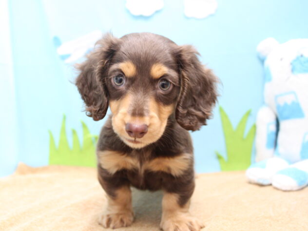 愛媛県のミニチュアダックスフンド(ロング) (アミーゴ今治店/2025年11月20日生まれ/男の子/チョコレートタン)の子犬