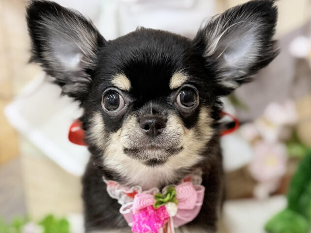 高知県のチワワ(ロング) (ワンキャラット アミーゴ高知店/2025年11月12日生まれ/女の子/ブラックタン)の子犬の1枚目の画像