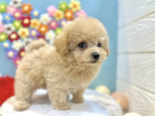 兵庫県のトイプードル(トイ) (ワンキャラット アミーゴ姫路飾磨店/2025年12月4日生まれ/女の子/ペールフォーン)の子犬の4枚目の画像