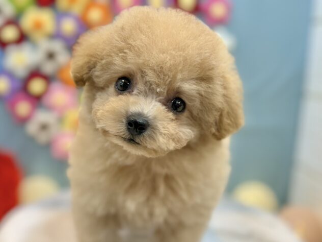 兵庫県のトイプードル(トイ) (ワンキャラット アミーゴ姫路飾磨店/2025年12月4日生まれ/女の子/ペールフォーン)の子犬の1枚目の画像