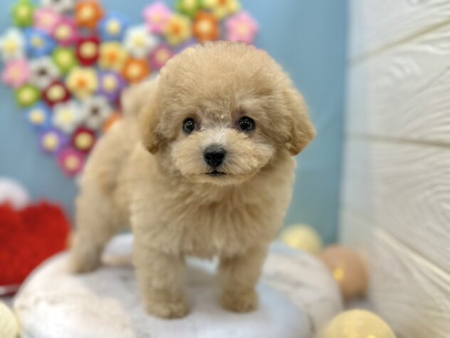 兵庫県のトイプードル(トイ) (ワンキャラット アミーゴ姫路飾磨店/2025年12月4日生まれ/女の子/ペールフォーン)の子犬の2枚目の画像