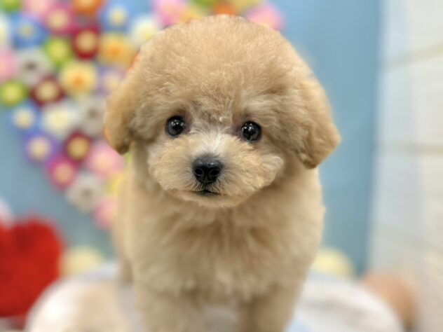 兵庫県のトイプードル(トイ) (ワンキャラット アミーゴ姫路飾磨店/2025年12月4日生まれ/女の子/ペールフォーン)の子犬の3枚目の画像