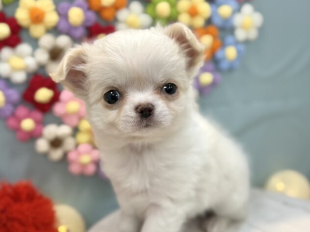 兵庫県のチワワ(ロング) (ワンキャラット アミーゴ姫路飾磨店/2025年12月4日生まれ/女の子/ホワイトクリーム)の子犬の4枚目の画像