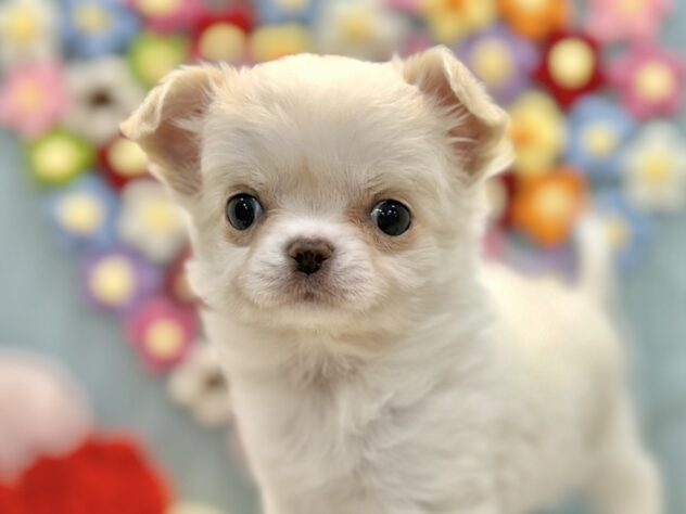 兵庫県のチワワ(ロング) (ワンキャラット アミーゴ姫路飾磨店/2025年12月4日生まれ/女の子/ホワイトクリーム)の子犬の1枚目の画像