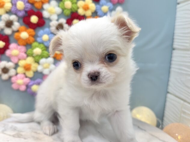 兵庫県のチワワ(ロング) (ワンキャラット アミーゴ姫路飾磨店/2025年12月4日生まれ/女の子/ホワイトクリーム)の子犬の3枚目の画像