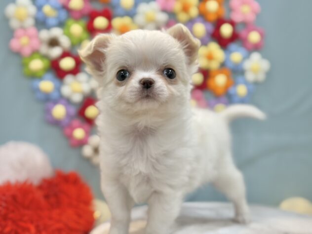 兵庫県のチワワ(ロング) (ワンキャラット アミーゴ姫路飾磨店/2025年12月4日生まれ/女の子/ホワイトクリーム)の子犬の2枚目の画像