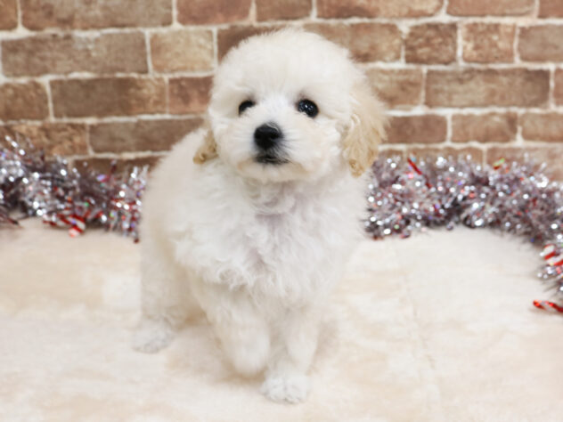 広島県のトイプードル(トイ) (アミーゴ西条店/2025年10月16日生まれ/女の子/ホワイト)の子犬