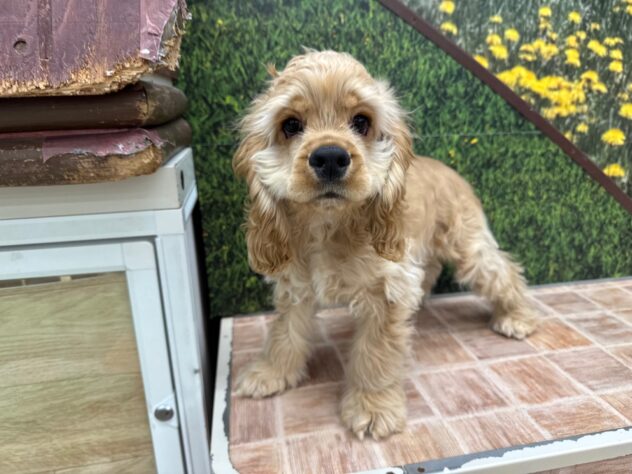 新潟県のアメリカンコッカースパニエル (アミーゴ新潟小新店/2025年8月25日生まれ/男の子/バフ)の子犬の1枚目の画像