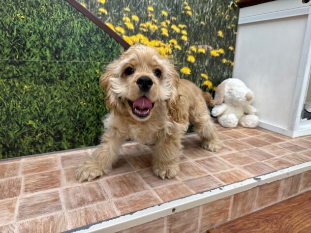 新潟県のアメリカンコッカースパニエル (アミーゴ新潟小新店/2025年8月25日生まれ/男の子/バフ)の子犬の4枚目の画像