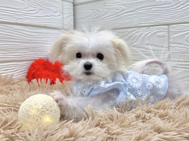兵庫県のポメマル/マルポメ(ポメラニアン×マルチーズ) (ワンキャラット アミーゴ姫路飾磨店/2025年9月18日生まれ/男の子/ホワイト)の子犬の3枚目の画像