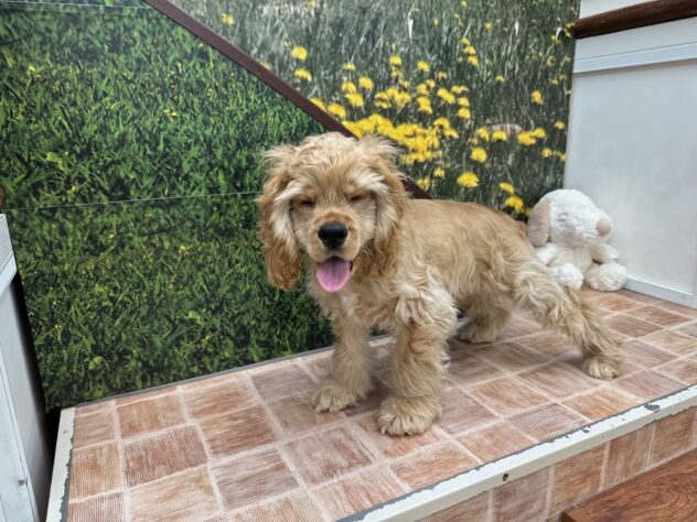 新潟県のアメリカンコッカースパニエル (アミーゴ新潟小新店/2025年8月25日生まれ/男の子/バフ)の子犬の3枚目の画像