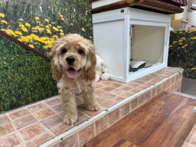 新潟県のアメリカンコッカースパニエル (アミーゴ新潟小新店/2025年8月25日生まれ/男の子/バフ)の子犬の2枚目の画像