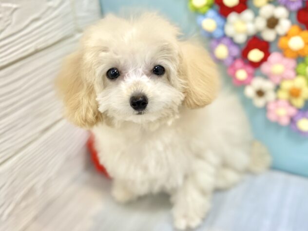 兵庫県のトイプードル(トイ) (ワンキャラット アミーゴ姫路飾磨店/2025年10月20日生まれ/女の子/ペールフォーン)の子犬の1枚目の画像