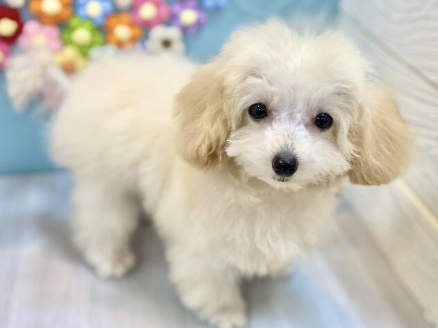 兵庫県のトイプードル(トイ) (ワンキャラット アミーゴ姫路飾磨店/2025年10月20日生まれ/女の子/ペールフォーン)の子犬の2枚目の画像