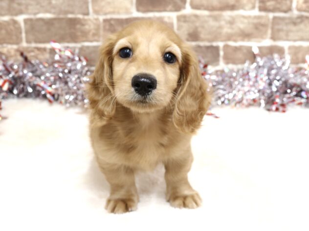 広島県のミニチュアダックスフンド(ロング) (アミーゴ西条店/2025年10月26日生まれ/女の子/ゴールド)の子犬