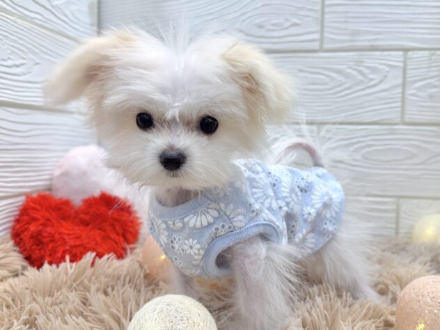 兵庫県のポメマル/マルポメ(ポメラニアン×マルチーズ) (ワンキャラット アミーゴ姫路飾磨店/2025年9月18日生まれ/男の子/ホワイト)の子犬の4枚目の画像