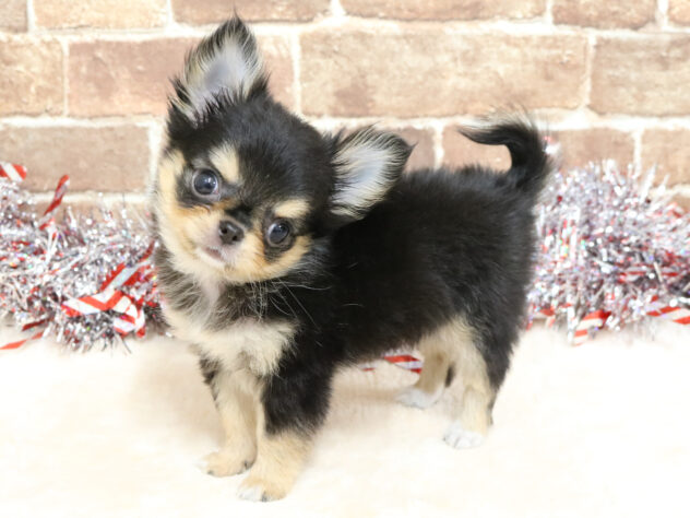 広島県のチワワ(ロング) (アミーゴ西条店/2025年10月23日生まれ/女の子/ブラックタン)の子犬の2枚目の画像