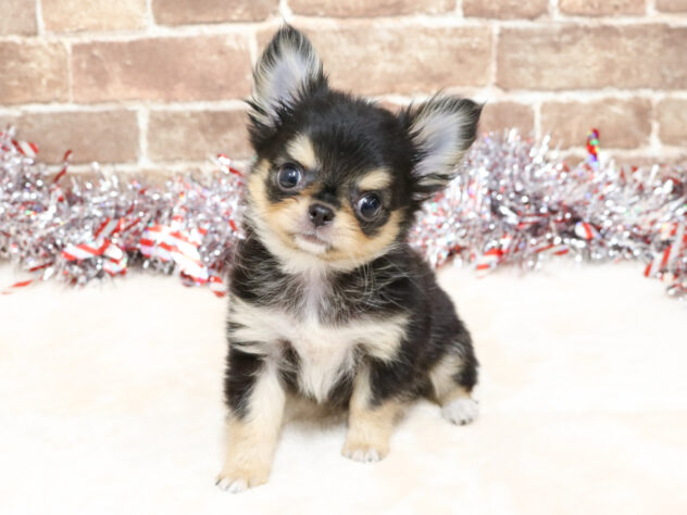 広島県のチワワ(ロング) (アミーゴ西条店/2025年10月23日生まれ/女の子/ブラックタン)の子犬の1枚目の画像