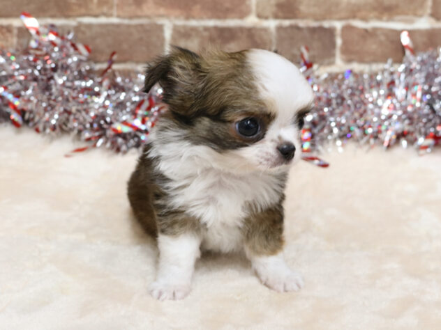 広島県のチワワ(ロング) (アミーゴ西条店/2025年10月22日生まれ/男の子/レッドホワイト)の子犬の2枚目の画像