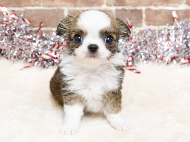 広島県のチワワ(ロング) (アミーゴ西条店/2025年10月22日生まれ/男の子/レッドホワイト)の子犬の1枚目の画像