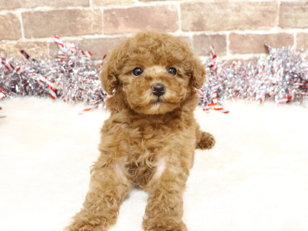 広島県のチワワ(ロング) (アミーゴ西条店/2025年10月31日生まれ/女の子/レッド)の子犬