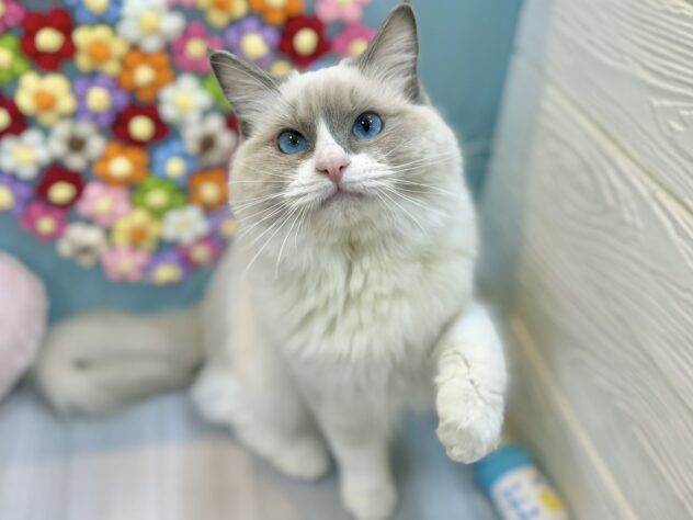 兵庫県のラグドール (ワンキャラット アミーゴ姫路飾磨店/2025年6月23日生まれ/男の子/ブルーポイントバイカラー)の子猫の2枚目の画像