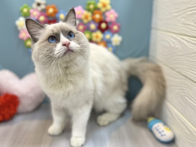 兵庫県のラグドール (ワンキャラット アミーゴ姫路飾磨店/2025年6月23日生まれ/男の子/ブルーポイントバイカラー)の子猫の3枚目の画像